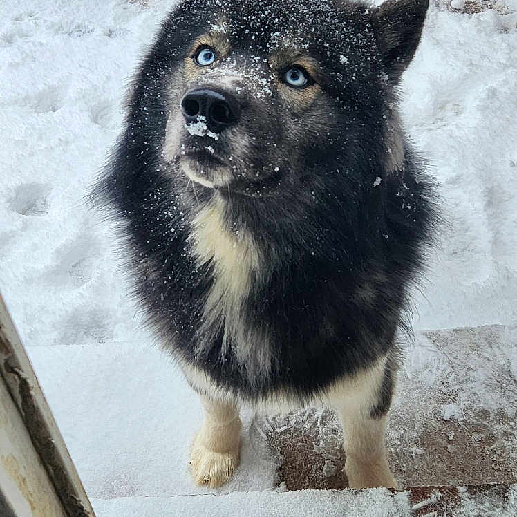 Broly is registered to the contest to win money with this photo: animal, black_fur, blue_eyes, canine, cold_weather, curious, dog, doorway, fur, looking_up, outdoor, patio, paw_prints, pet, snow, snowflakes, tail, white_fur, winter, wood_floor