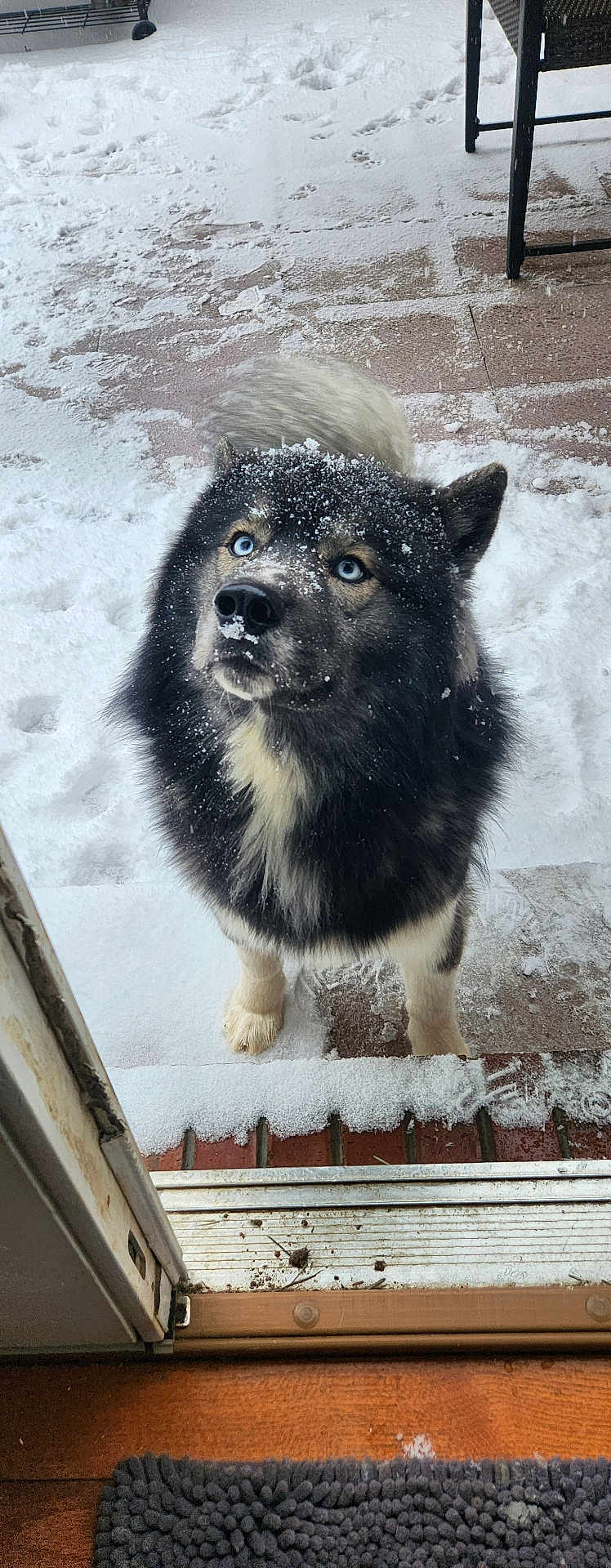 Broly is registered to the contest to win money with this photo: dog, snow, blue_eyes, fur, outdoor, looking_up, doorway, paw_prints, snowflakes, tail, black_fur, white_fur, patio, wood_floor, winter, animal, pet, canine, curious, cold_weather