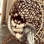 Aïko participe au concours pour gagner de l'argent avec cette photo : puppy, dog, husky, black_and_white, fluffy, sitting, lying_down, indoors, hanging_chair, wicker, basket, blanket, plush_toy, cozy, portrait, pet, fur, blue_eyes, home, cute