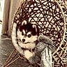 puppy, dog, husky, black_and_white, fluffy, sitting, lying_down, indoors, hanging_chair, wicker, basket, blanket, plush_toy, cozy, portrait, pet, fur, blue_eyes, home, cute