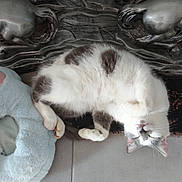 Ulysse a rejoint le concours — aidez-le/la à gagner de superbes lots ! cat, pet, sleeping, fluffy, white, gray, plush_toy, decorative_sculpture, floor, tile, rug, relaxed, indoor, animal, whiskers, paw, fur, cute, cozy, resting