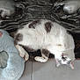 cat, pet, sleeping, fluffy, white, gray, plush_toy, decorative_sculpture, floor, tile, rug, relaxed, indoor, animal, whiskers, paw, fur, cute, cozy, resting