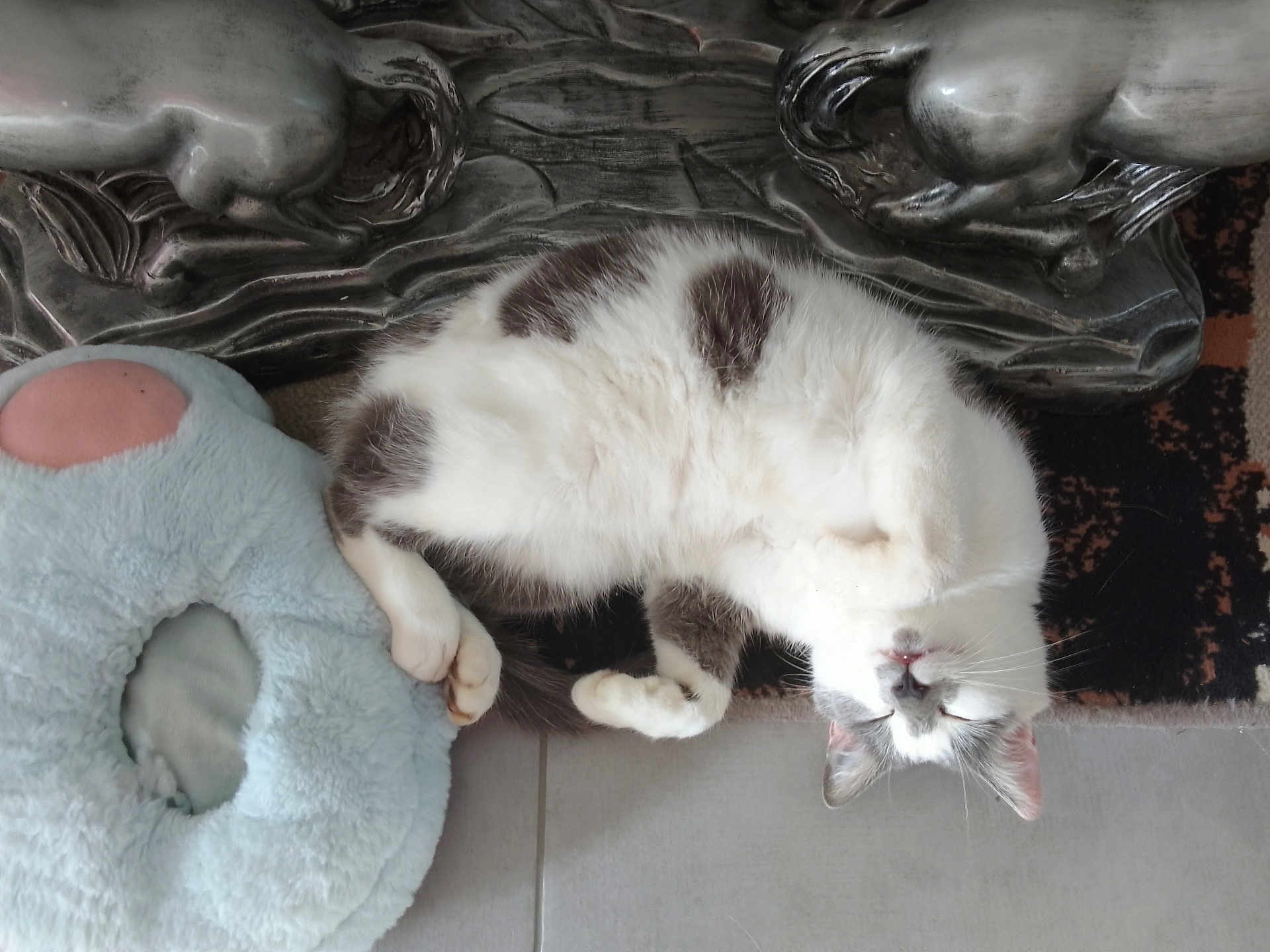 Ulysse a rejoint le concours — aidez-le/la à gagner de superbes lots ! cat, pet, sleeping, fluffy, white, gray, plush_toy, decorative_sculpture, floor, tile, rug, relaxed, indoor, animal, whiskers, paw, fur, cute, cozy, resting