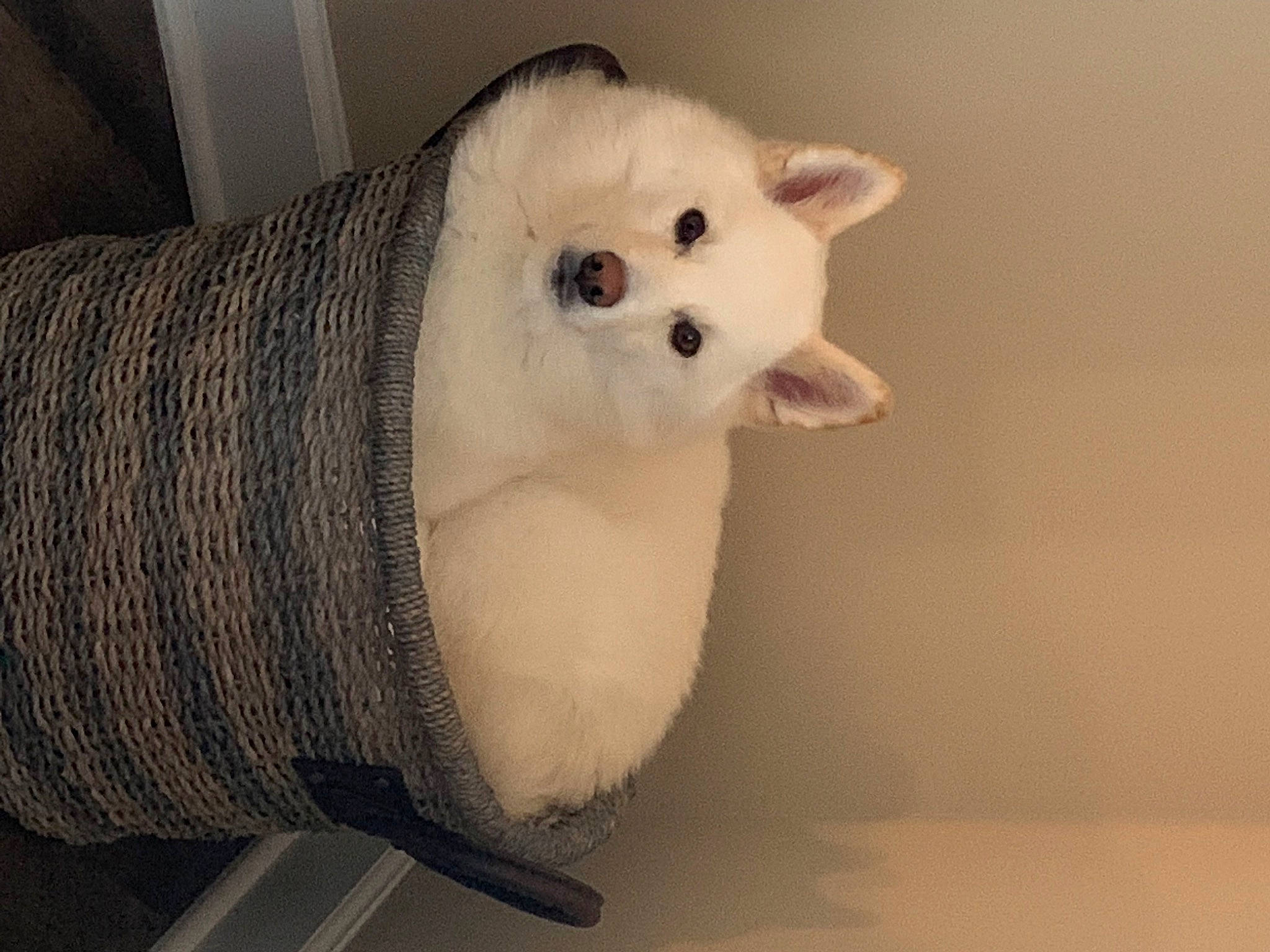 Brody joined the competition — help win amazing prizes! canidae, carnivore, cat, comfort, companion_dog, dog_breed, domestic_short_haired_cat, fawn, felidae, foot, fur, head, paw, small_to_medium_sized_cats, snout, tail, terrestrial_animal, whiskers, wood, wool