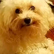 Ricky is registered to the contest to win money with this photo: dog, white, curly_fur, pet, close_up, indoor, animal, cute, fluffy, nose, eyes, portrait, fur, mammal, companion, domestic_animal, face, furry, friendly, canine