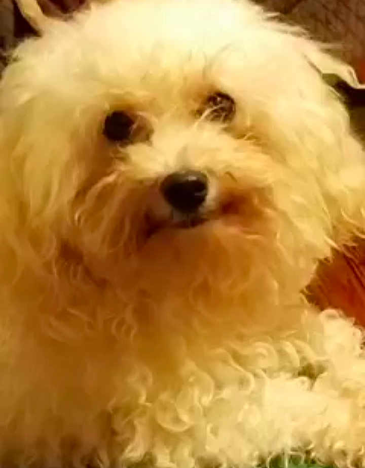 Ricky is registered to the contest to win money with this photo: dog, white, curly_fur, pet, close_up, indoor, animal, cute, fluffy, nose, eyes, portrait, fur, mammal, companion, domestic_animal, face, furry, friendly, canine