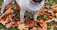 Shanel a rejoint le concours — aidez-le/la à gagner de superbes lots ! animal, autumn, brown, canine, curious, cute, dog, fall_leaves, grass, leaf_litter, nature, orange, outdoor, outdoors, pet, portrait, pug, seasonal, small_dog, standing