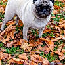 animal, autumn, brown, canine, curious, cute, dog, fall_leaves, grass, leaf_litter, nature, orange, outdoor, outdoors, pet, portrait, pug, seasonal, small_dog, standing