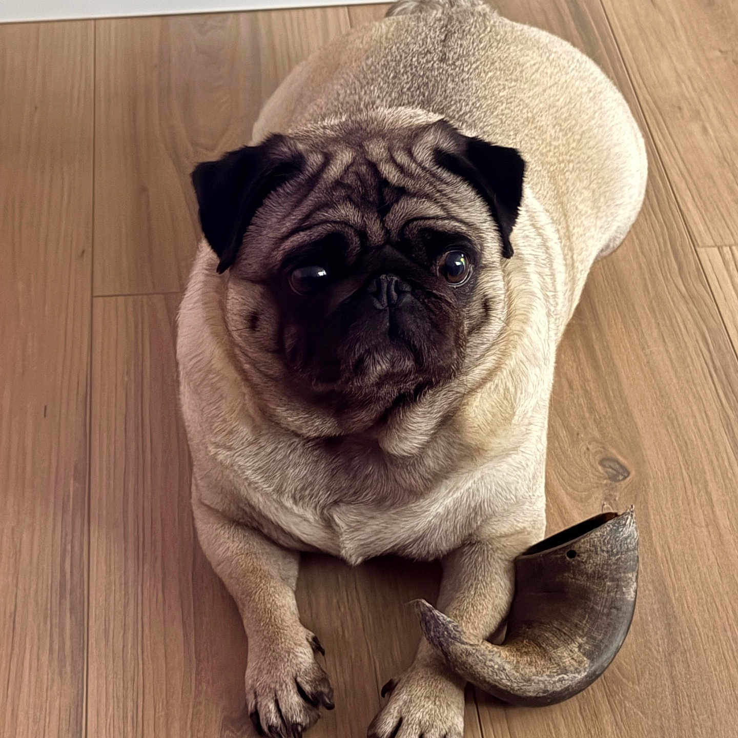 Shanel a rejoint le concours — aidez-le/la à gagner de superbes lots ! animal, black_nose, canine, cute, dog, ears, face, floor, fur, horn, indoor, looking, lying_down, paw, pet, portrait, pug, resting, small_dog, wooden_floor