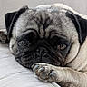 animal, canine, close_up, comfortable, couch, cute, dog, eyes, face, fur, home, indoors, paw, pet, portrait, pug, relaxed, resting, sleepy, texture