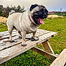 Shanel participe au concours pour gagner de l'argent avec cette photo : animal, cloudy, cute, dog, fur, grass, happy, leash, mammal, nature, outdoor, park, pet, picnic_table, playful, pug, sky, small_dog, tongue_out, wood