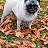 Shanel a rejoint le concours — aidez-le/la à gagner de superbes lots ! adorable, animal, autumn, canine, cute, daylight, dog, expression, fall_leaves, fur, grass, leaf_litter, nature, outdoor, pet, portrait, pug, small_dog, standing, walking