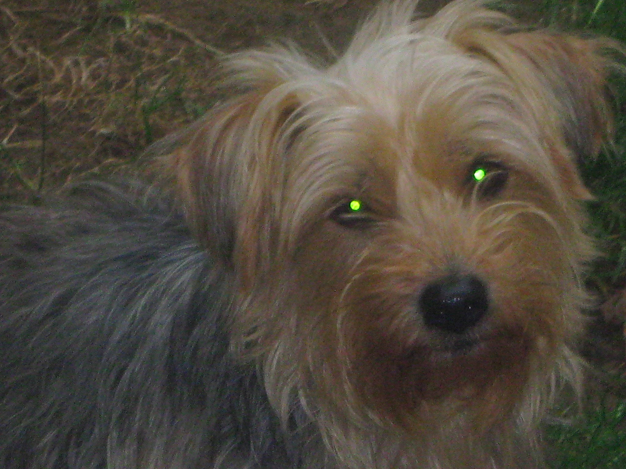 Ella participe au concours pour gagner de l'argent avec cette photo : australian_terrier, biewer_terrier, canidae, carnivore, cockapoo, companion_dog, dog, dog_breed, grass, liver, non_sporting_group, plant, poodle_crossbreed, small_terrier, terrier, toy_dog, water_dog, working_animal, yorkipoo