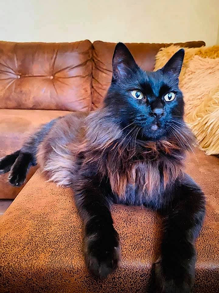 Hugo
