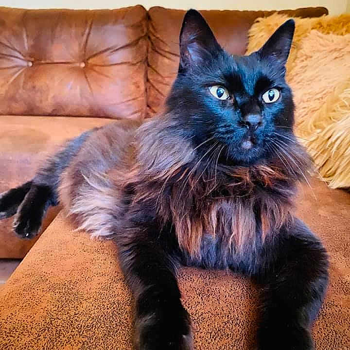 Hugo