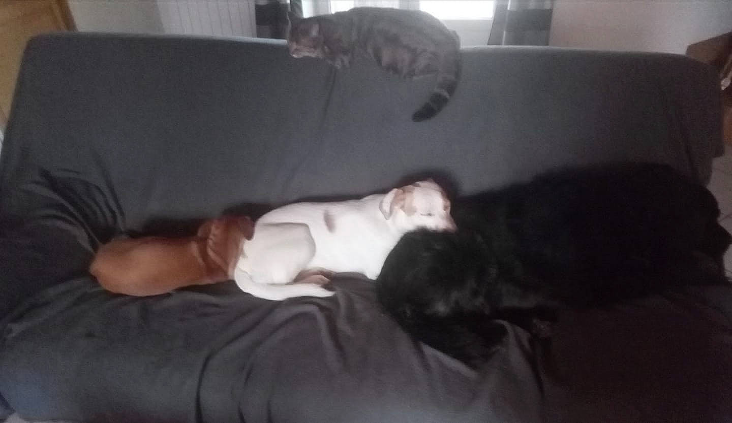 Iro a rejoint le concours — aidez-le/la à gagner de superbes lots ! bed, black_hair, comfort, couch, furniture, leg, mouth, nap, neck, sleep