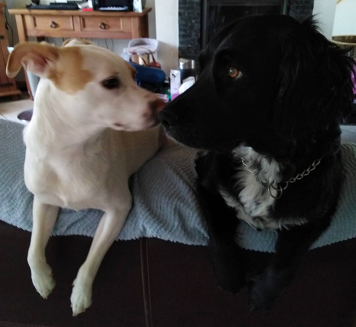 Iro participe au concours pour gagner de l'argent avec cette photo : canidae, carnivore, companion_dog, dog, dog_breed, labrador_retriever, mammal, puppy, rare_breed_dog, retriever, sporting_group, tail, vertebrate, working_dog