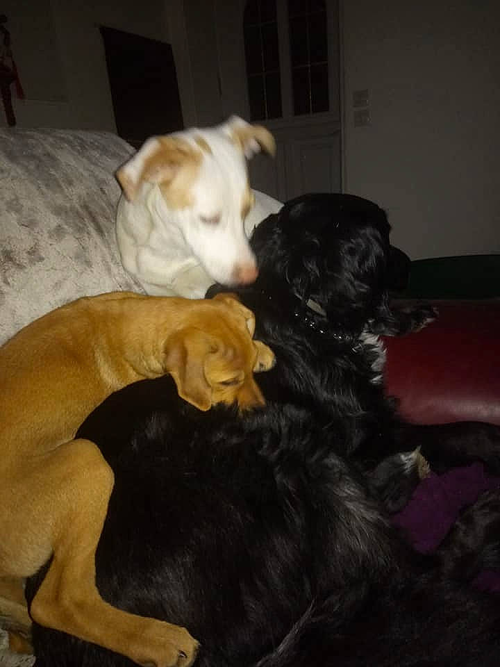 Iro a rejoint le concours — aidez-le/la à gagner de superbes lots ! american_pit_bull_terrier, canidae, carnivore, companion_dog, dog, dog_breed, fawn, guard_dog, labrador_retriever, lurcher, mammal, non_sporting_group, pit_bull, puppy, sporting_group