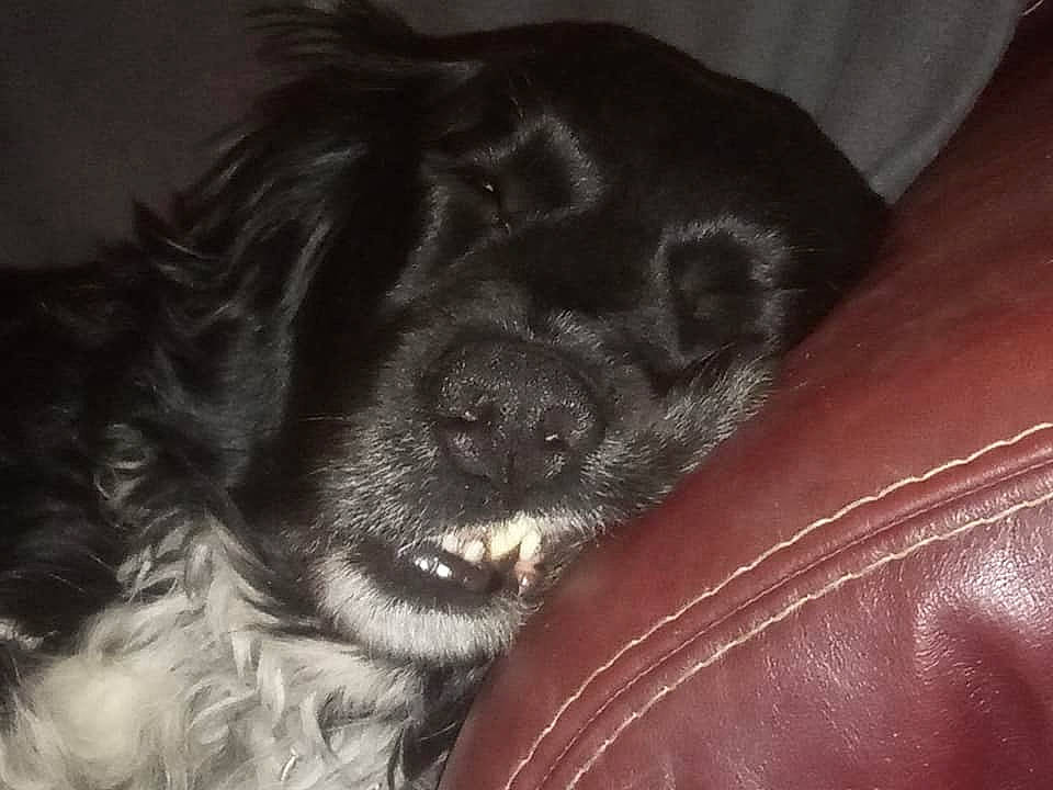 Iro participe au concours pour gagner de l'argent avec cette photo : american_cocker_spaniel, blue_picardy_spaniel, bolonka, canidae, carnivore, cavapoo, dog, dog_breed, english_cocker_spaniel, puppy, snout, spaniel, sporting_group