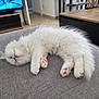 cat, kitten, sleeping, white_fur, fluffy, couch, indoor, pet, nap, cozy, living_room, furniture, relaxation, cute, animal, domestic, soft, paws, rest, home