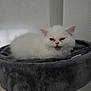 kitten, cat, white_cat, fluffy, pet, indoor, cat_bed, gray, feline, animal, cute, young_cat, resting, soft, fur, small, mouth_open, expression, domestic_cat, house_pet