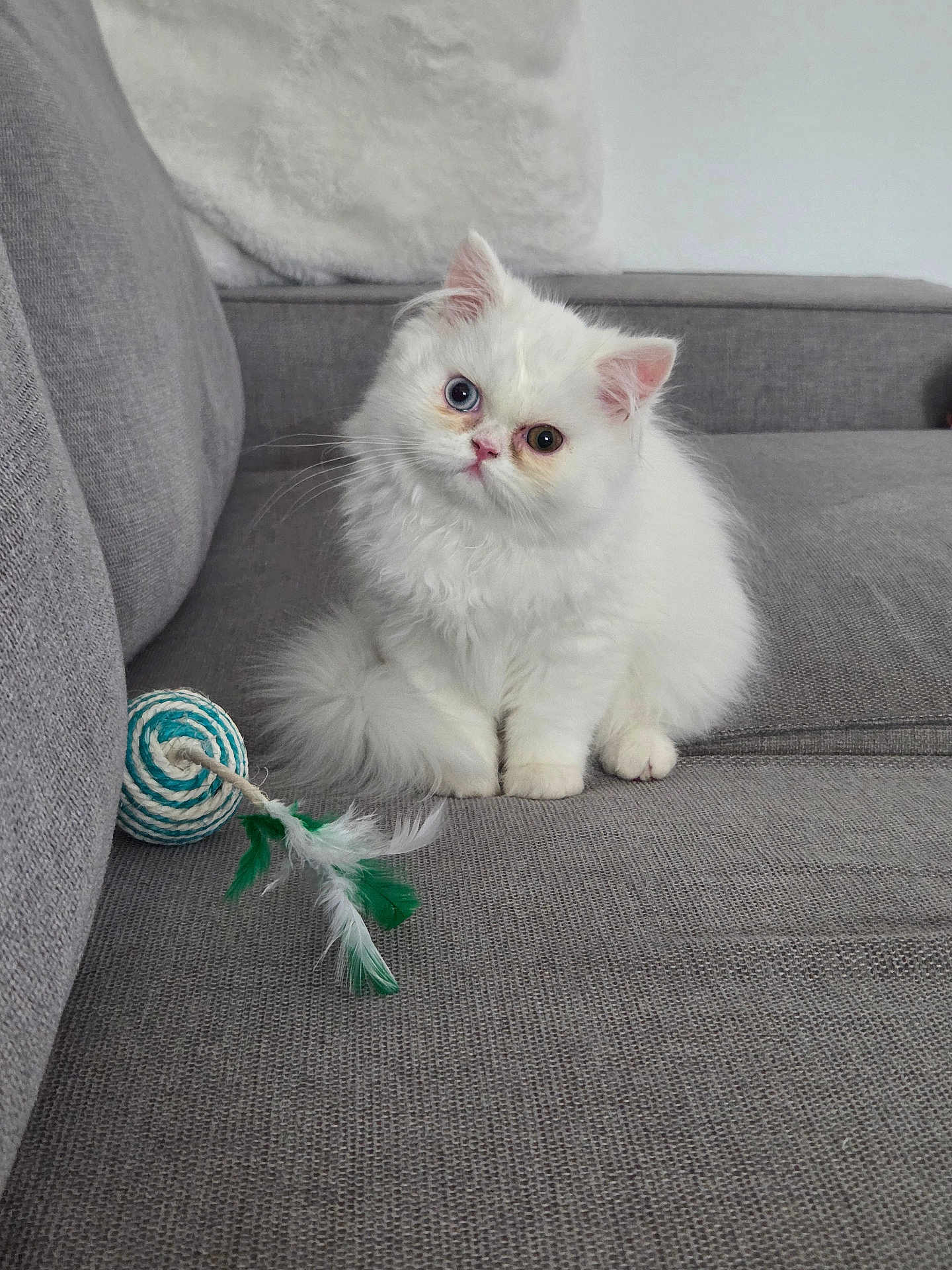 Arya