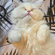 Arya a rejoint le concours — aidez-le/la à gagner de superbes lots ! cat, fluffy, white_cat, sleeping, relaxed, cute, pet, indoor, feline, fur, closeup, whiskers, paws, resting, domestic_animal, animal, soft, adorable, peaceful, cute_pet