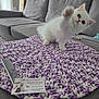kitten, white_cat, paw, crocheted_mat, purple, white, gray_couch, comb, business_card, indoor, pet, cute, fluffy, home, playful, furniture, animal, cozy, feline, small