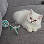 white_kitten, cat, heterochromia, blue_eye, brown_eye, fluffy_fur, pet, toy, feathers, couch, gray_fabric, indoor, cute, small_animal, relaxed, animal, feline, domestic_cat, closeup, resting
