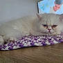 cat, white_cat, fluffy, indoor, mat, woven_mat, purple, white, wooden_surface, pet, animal, resting, closeup, feline, face, eyes, table, television, background, home