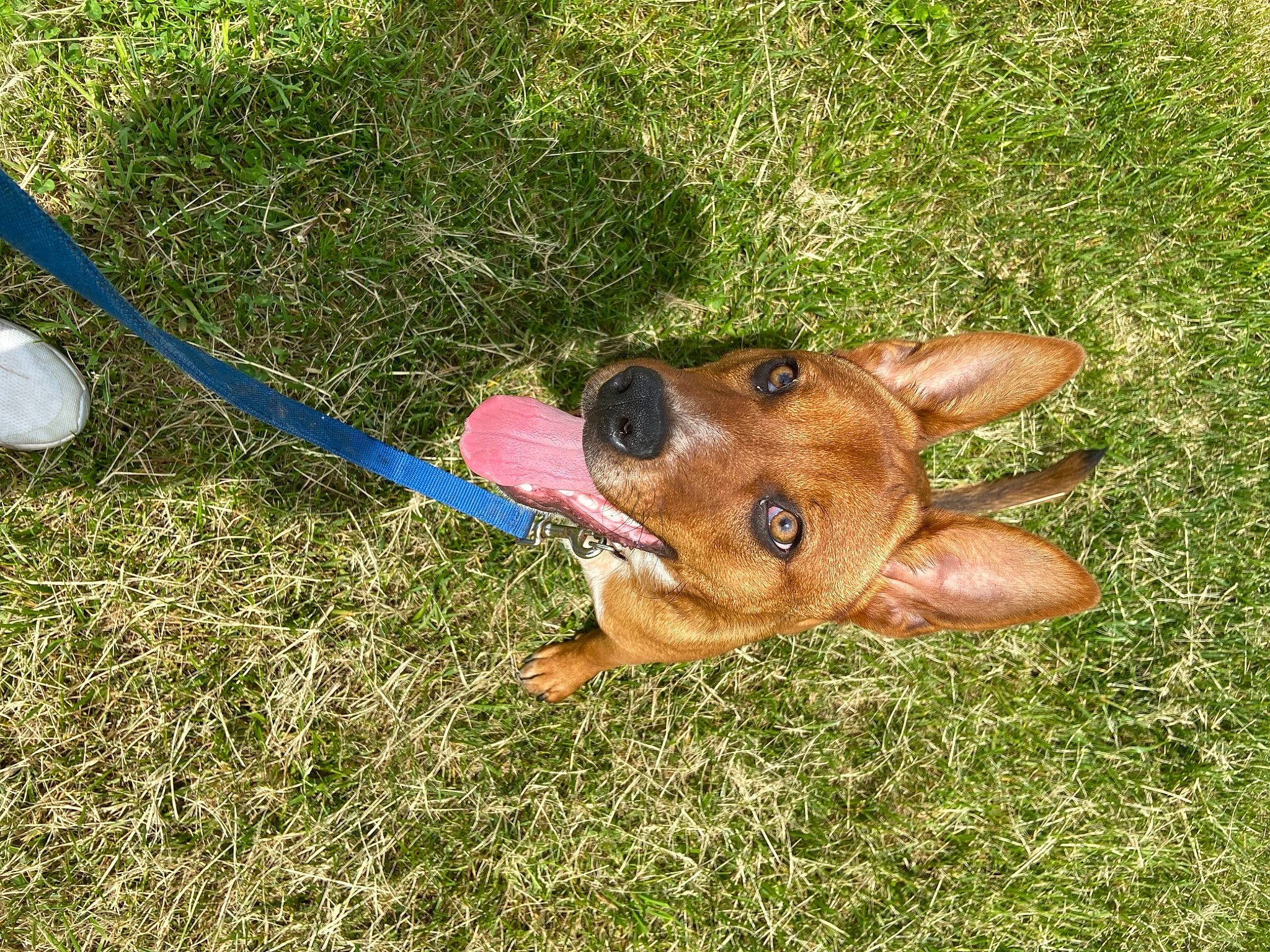 Gizmo is registered to the contest to win money with this photo: carnivore, collar, companion_dog, dog, dog_breed, dog_collar, dog_supply, fashion_accessory, fawn, grass, leash, liver, paw, pet_supply, snout, sporting_group, tail, vertebrate, whiskers, working_animal