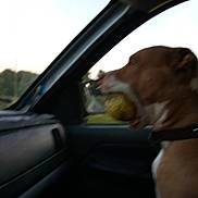 Callie Dogg is registered to the contest to win money with this photo: dog, ball, car_interior, window, collar, pet, animal, seat, dashboard, side_mirror, daylight, outdoor, blurry, brown, white, mouth, profile, looking_out, vehicle, travel