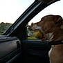 dog, ball, car_interior, window, collar, pet, animal, seat, dashboard, side_mirror, daylight, outdoor, blurry, brown, white, mouth, profile, looking_out, vehicle, travel