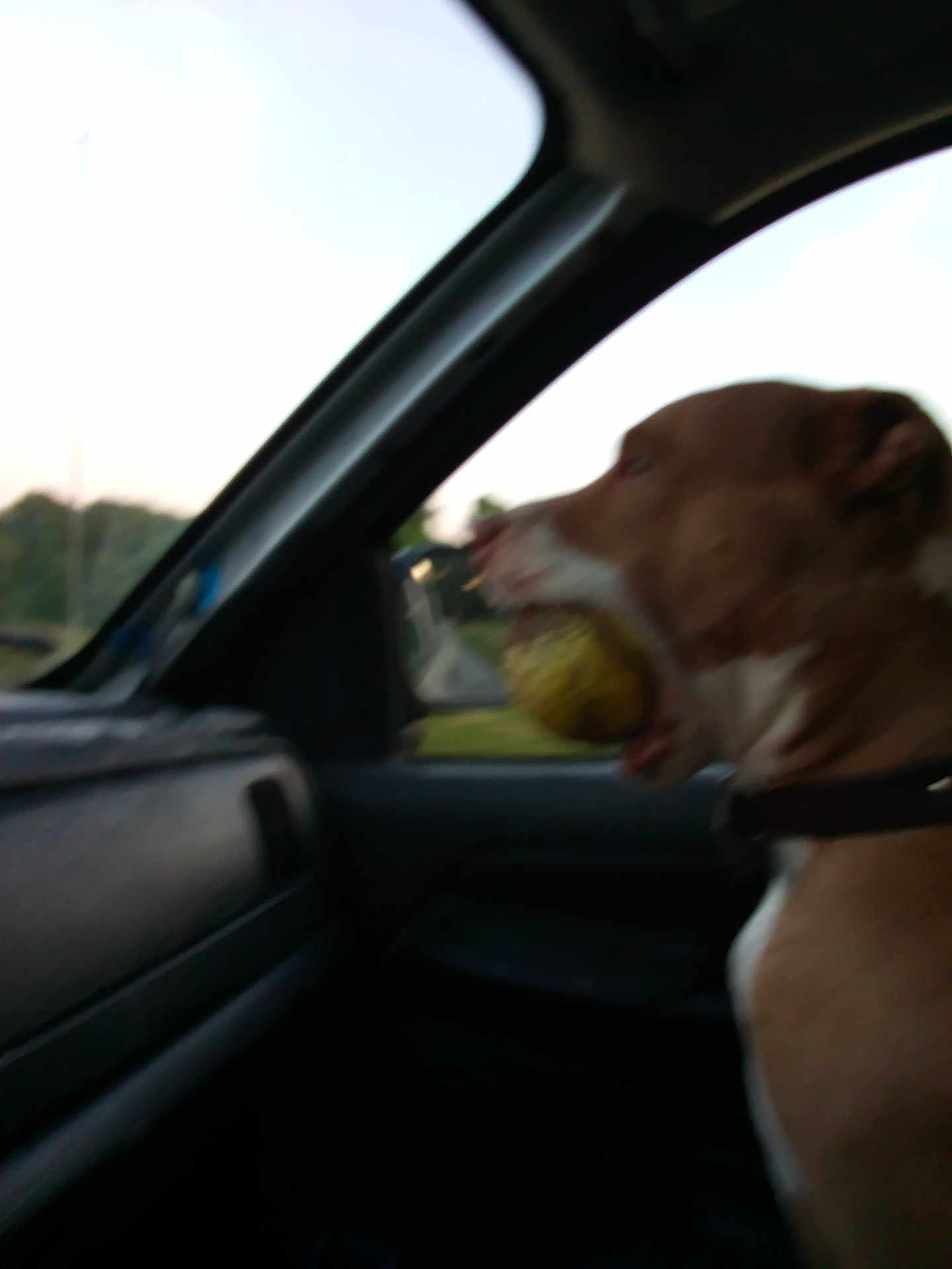 Callie Dogg