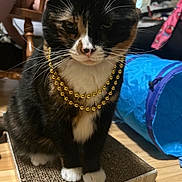 Kora is registered to the contest to win money with this photo: blue_tunnel, calico_cat, cardboard_scratcher, cat, chair, close_up, gold_beads, household, indoor, necklace, paws, pet, portrait, scratching_pad, sitting, tortoiseshell, toy, whiskers, white_paws, wooden_floor