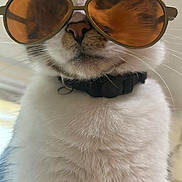 Sawggy joined the competition — help win amazing prizes! accessory, aviator_glasses, brown_patch, cat, close_up, collar, cute, eyewear, feline, fluffy, fur, indoor, macro, nose, pet, portrait, stylish, sunglasses, whiskers, white_fur