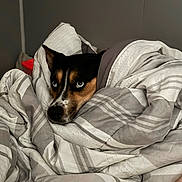 Dolly is registered to the contest to win money with this photo: bed, bedding, blanket, blue_eyes, canine, comforter, cozy, dog, dog_face, duvet, ears, indoor, nose, pet, portrait, resting, snout, soft_lighting, stare, striped_pattern