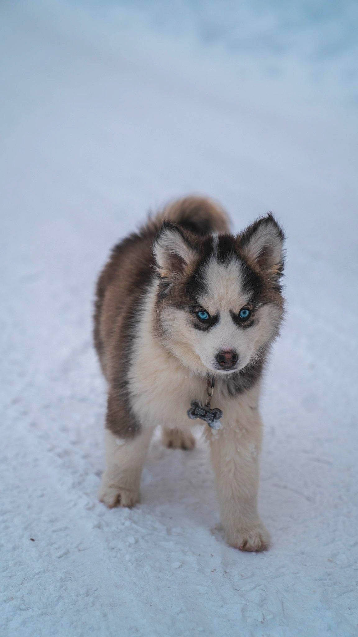 Cassandra joined the competition — help win amazing prizes! ancient_dog_breeds, canidae, canis, carnivore, companion_dog, dog, dog_breed, fur, non_sporting_group, puppy, siberian_husky, sled_dog, snout, snow, sporting_group, terrestrial_animal, whiskers, wildlife, working_dog