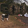 animal, autumn, bush, canine, cave, dog, forest, grass, lake, landscape, leaves, nature, outdoor, park, path, reflection, rock_formation, sky, tree, water