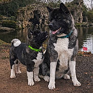 Horus participe au concours pour gagner de l'argent avec cette photo : animal, black, brown, collar, cute, dog, fur, grass, mammal, nature, outdoor, pet, playful, pond, puppy, rock, sitting, tree, water, white