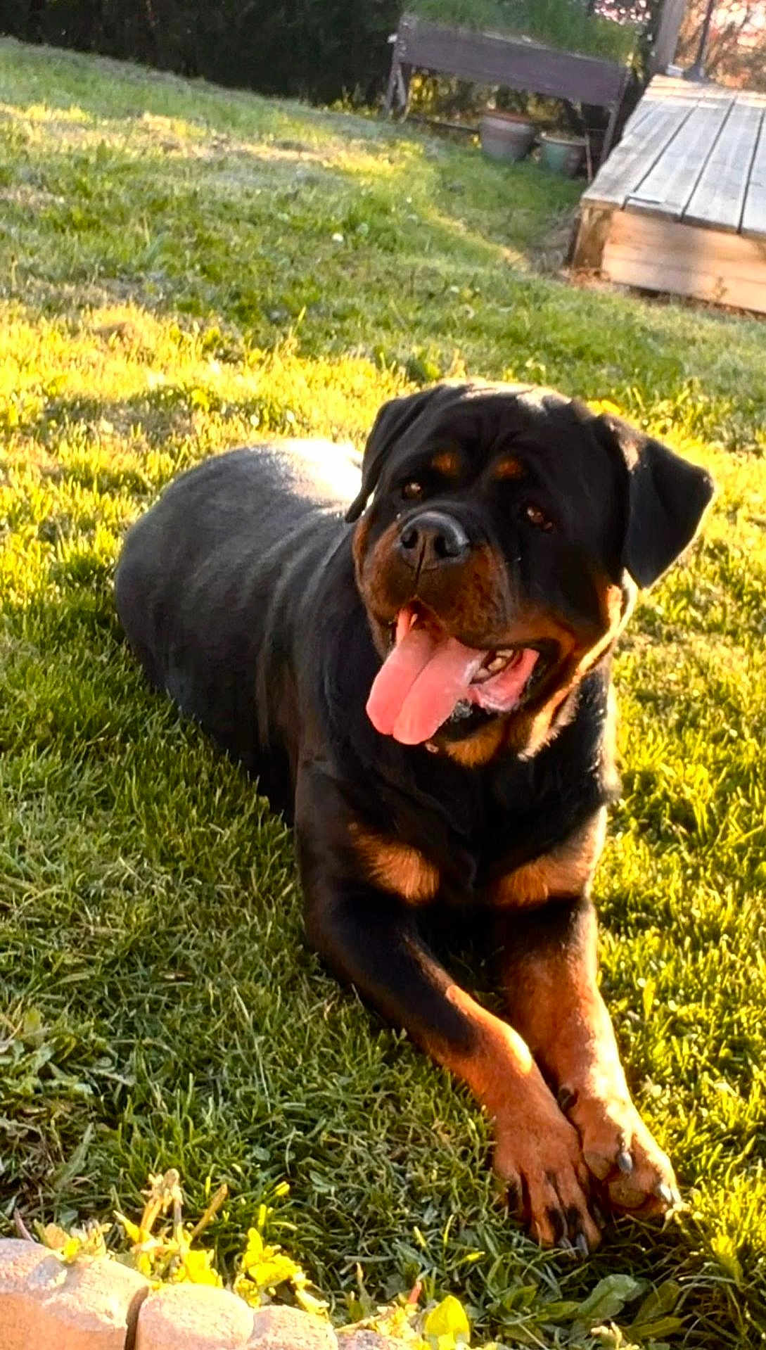Roxy participe au concours pour gagner de l'argent avec cette photo : rottweiler, dog, canine, pet, lying_down, grass, outdoor, sunlight, tongue_out, happy, nature, garden, bench, wooden_deck, summer, daylight, animal, mammal, black_and_tan, relaxed