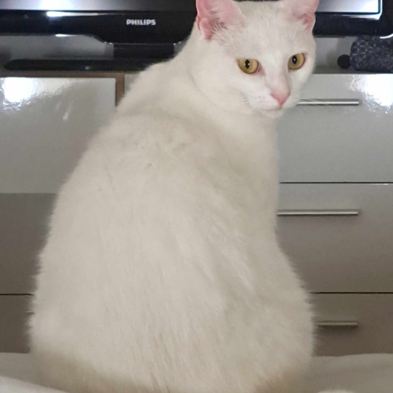 Paco participe au concours pour gagner de l'argent avec cette photo : abyssinian, angora, animal, cat, computer, computerhardware, computerkeyboard, electronics, hardware, kitten, laptop, manx, monitor, pc, pet, screen, siamese, tv, white