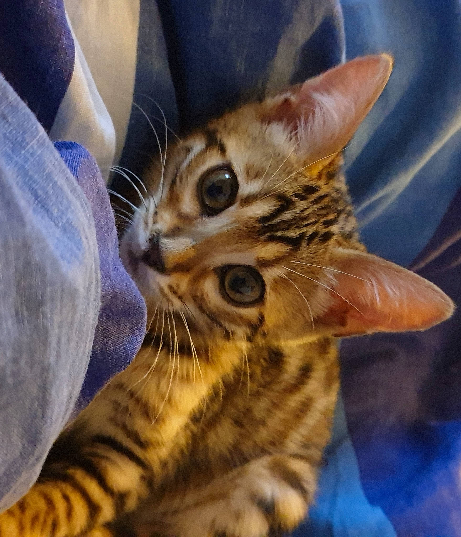 Pepita participe au concours pour gagner de l'argent avec cette photo : carnivore, cat, claw, domestic_short_haired_cat, electric_blue, eye, fawn, felidae, fur, gesture, hair, head, iris, paw, sitting, small_to_medium_sized_cats, snout, terrestrial_animal, whiskers, wildlife