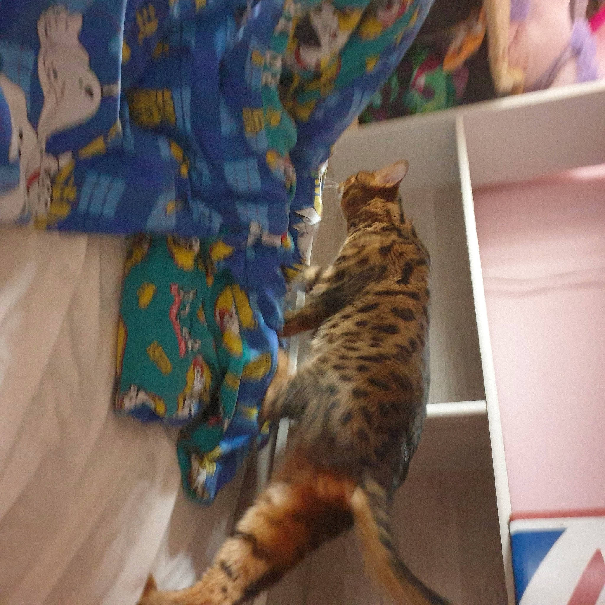 Moogli a rejoint le concours — aidez-le/la à gagner de superbes lots ! canidae, carnivore, cat, claw, comfort, domestic_short_haired_cat, fawn, felidae, fur, linens, pattern, paw, room, small_to_medium_sized_cats, tail, terrestrial_animal, whiskers, wildlife, wood