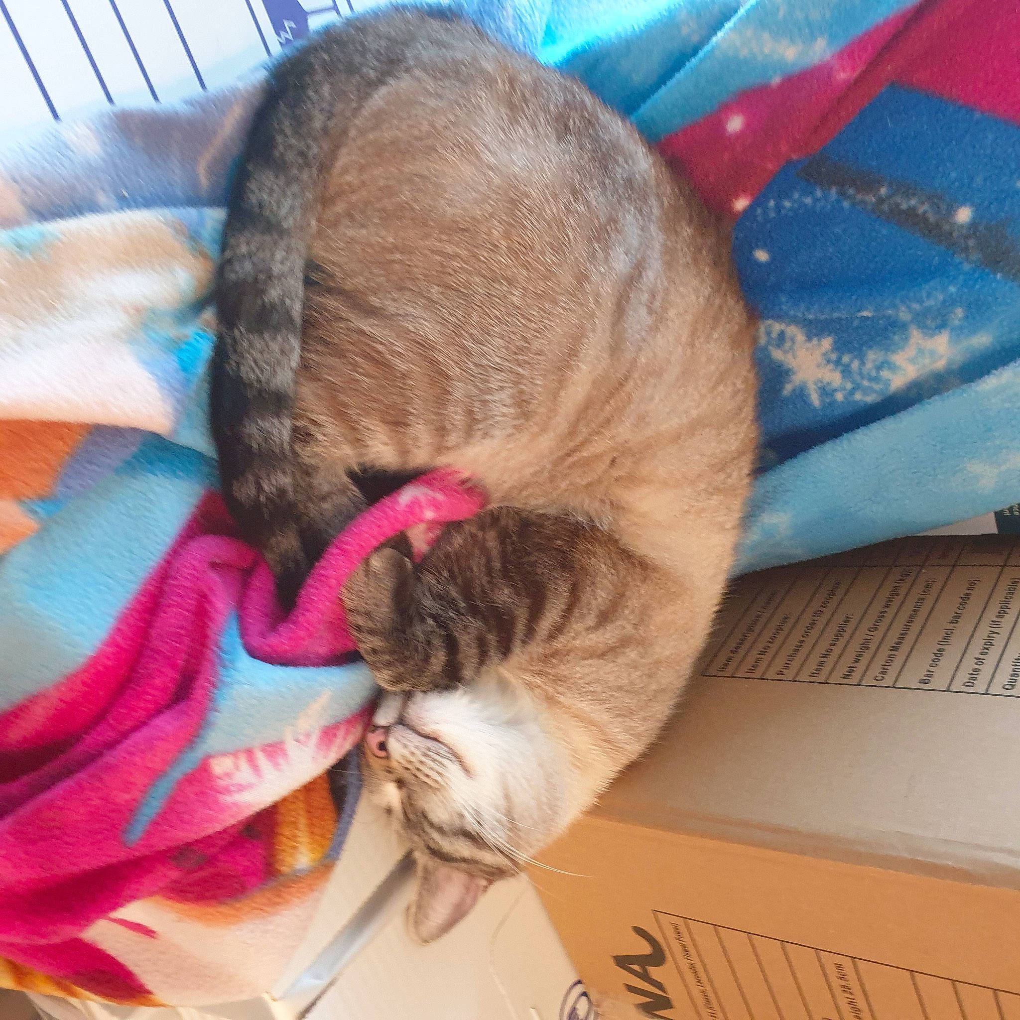 Malone a rejoint le concours — aidez-le/la à gagner de superbes lots ! carnivore, cat, collar, comfort, computer_keyboard, domestic_short_haired_cat, fawn, felidae, fur, input_device, lap, mammal, nap, paw, peripheral, pet_supply, small_to_medium_sized_cats, tail, textile, whiskers