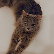 Rio participe au concours pour gagner de l'argent avec cette photo : cat, gray_cat, stretching, fluffy_fur, pet, animal, indoor, looking_at_camera, relaxed, feline, whiskers, ears, paws, long_hair, cute, domestic_cat, soft_lighting, close_up, portrait, curious_eyes
