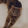 cat, gray_cat, stretching, fluffy_fur, pet, animal, indoor, looking_at_camera, relaxed, feline, whiskers, ears, paws, long_hair, cute, domestic_cat, soft_lighting, close_up, portrait, curious_eyes