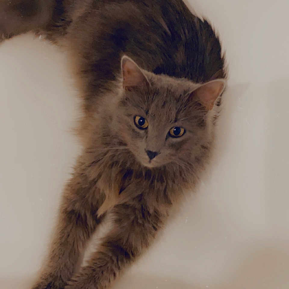 Rio participe au concours pour gagner de l'argent avec cette photo : cat, gray_cat, stretching, fluffy_fur, pet, animal, indoor, looking_at_camera, relaxed, feline, whiskers, ears, paws, long_hair, cute, domestic_cat, soft_lighting, close_up, portrait, curious_eyes