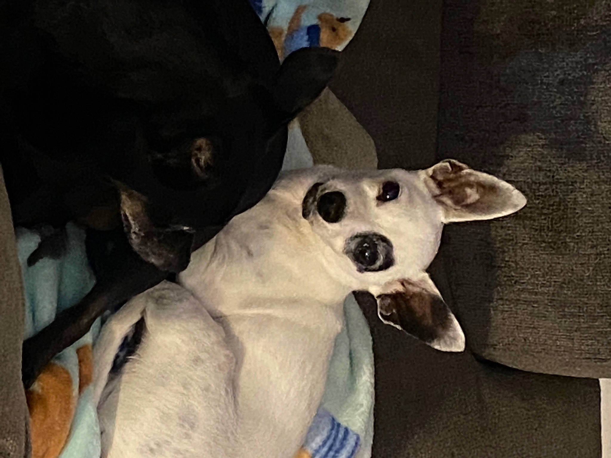 Zeus joined the competition — help win amazing prizes! canidae, carnivore, collar, comfort, companion_dog, dog, dog_breed, dog_collar, dog_supply, ear, fawn, fur, jaw, non_sporting_group, paw, snout, sporting_group, toy_dog, whiskers, working_animal