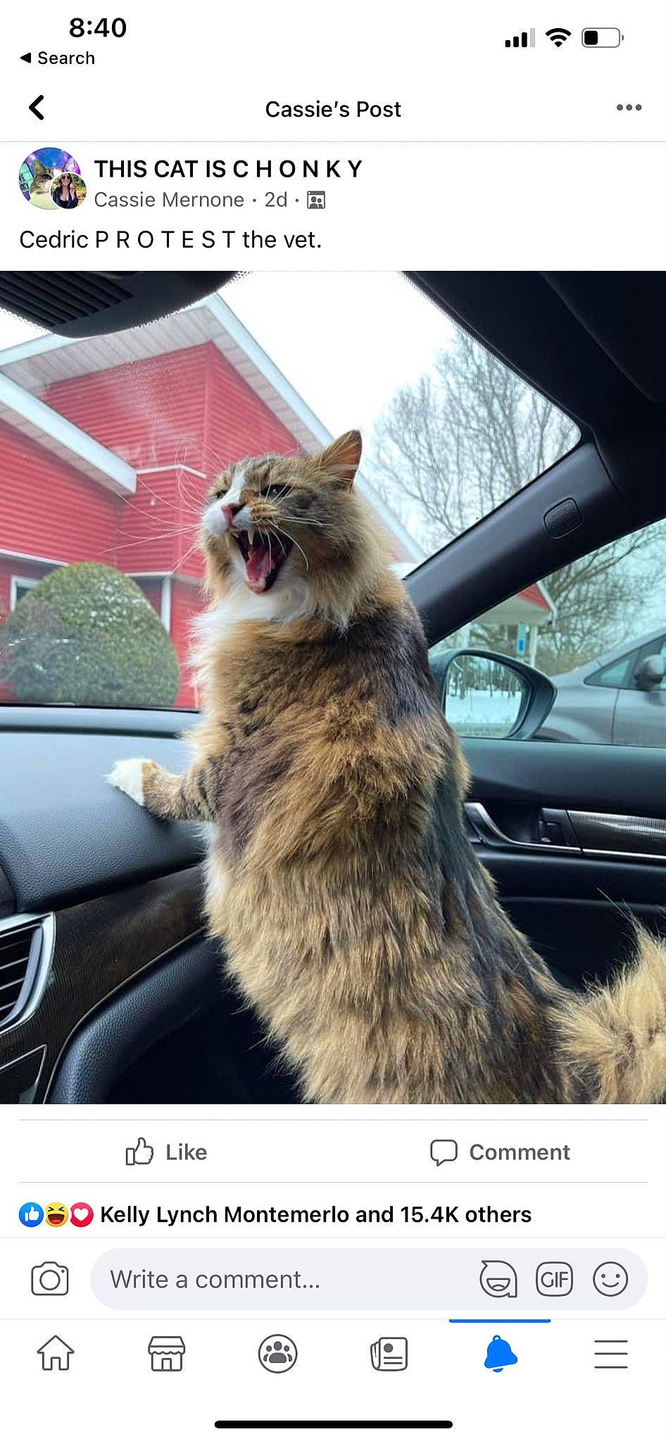 Cedric is registered to the contest to win money with this photo: automotive_exterior, automotive_lighting, automotive_mirror, car, carnivore, companion_dog, dog_breed, fawn, felidae, motor_vehicle, sky, small_to_medium_sized_cats, snapshot, snout, tints_and_shades, tree, vehicle, whiskers, window, windscreen_wiper